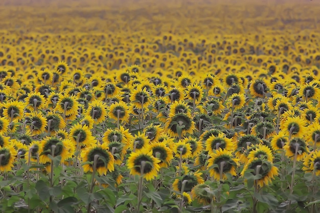 ひまわりフィールド、抽象的な夏の風景黄色の花農業
