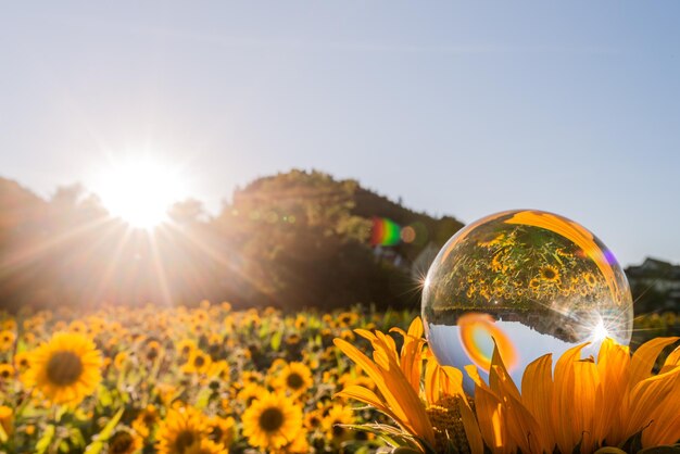 Sunflowers on field against bright sun