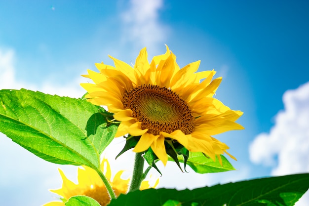 Sunflowers field against a cloudy blue sky. Agriculture. Beautiful summer landscape