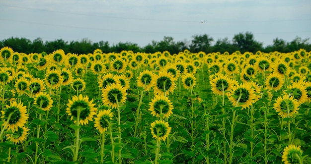 Sunflowers field back side panoramic photo farming and countryside theme farming and countryside