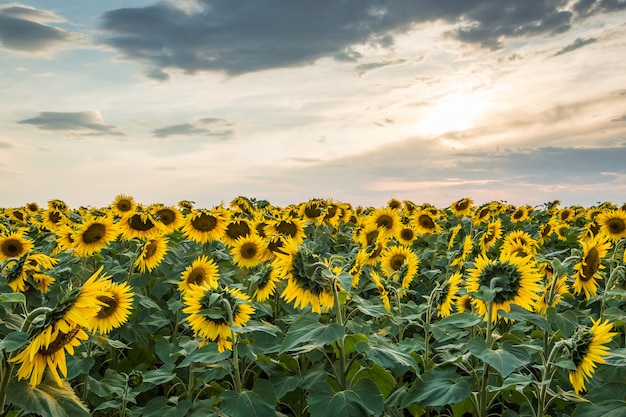 Sunflowers field bloom on sunset