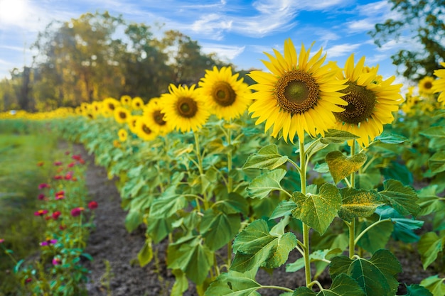 Sunflowers field blooming background Summer blue sky background in Thailand