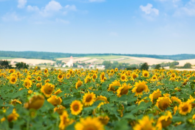 Sunflowers Field Bright Blue Sky Horizontal shot