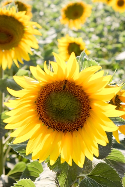 Sunflowers in the field in the bright sun