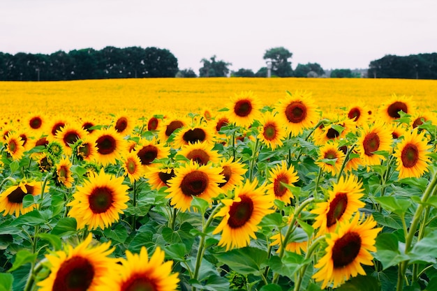 Sunflowers in a field in cloudy weather. Close-up