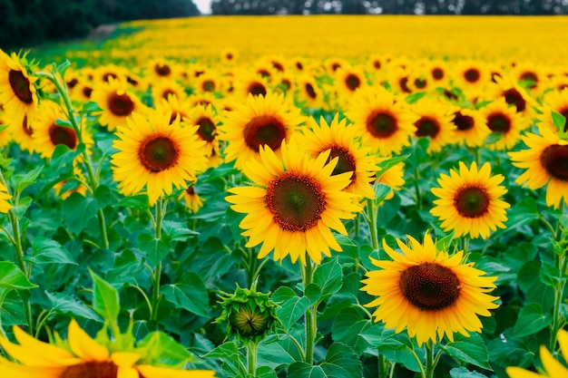 Sunflowers in a field in cloudy weather. Close-up