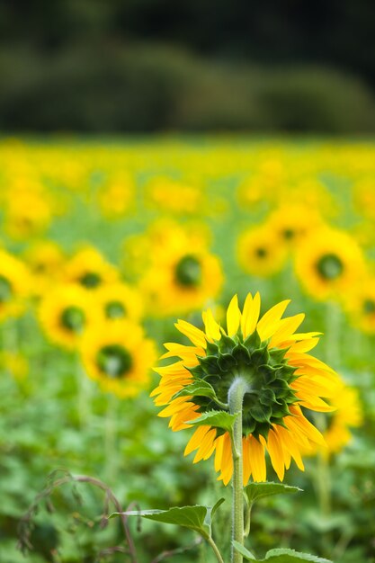 Campo di girasoli in campagna. inquadratura orizzontale