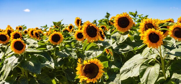 Photo sunflowers in a field during a sunny blue sky day nature background