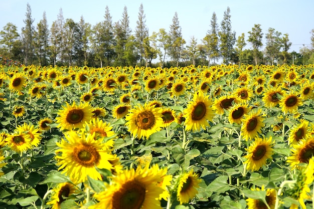 Sunflowers field in the garden