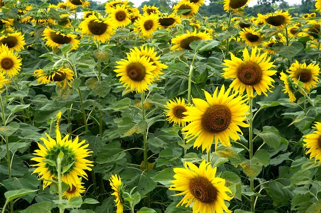 Sunflowers field in the garden