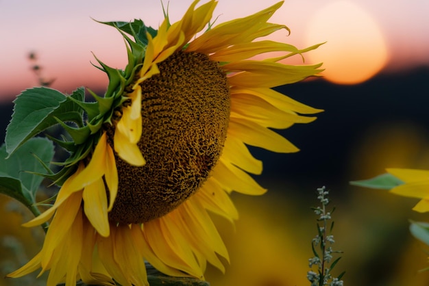 Sunflowers in the field summertime agricultural background closeup selective focus