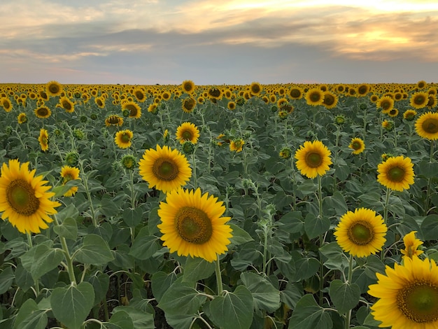 sunflowers in the field on the sunset