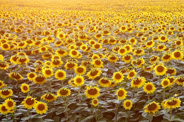 sunflowers field on sunset