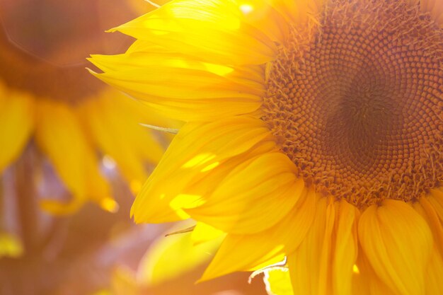 Sunflowers at the field on the sunset