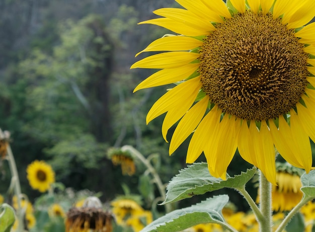 sunflowers field with blur background