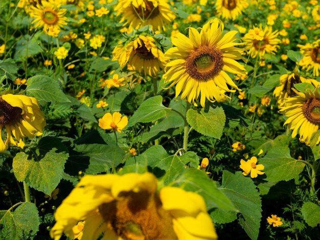 Sunflowers field with colorful bright orange and yellow on the countryside Sunflowers farm background