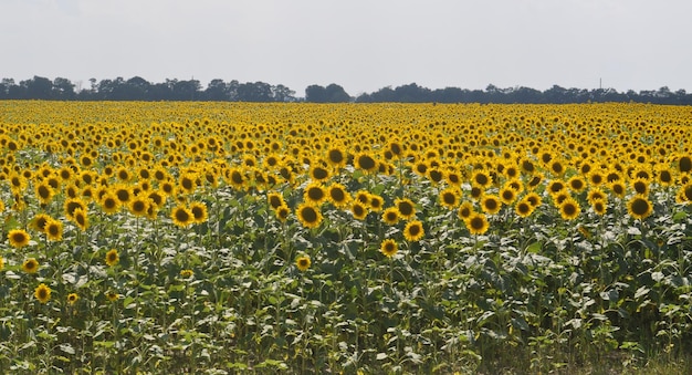 Foto girasoli nel campo