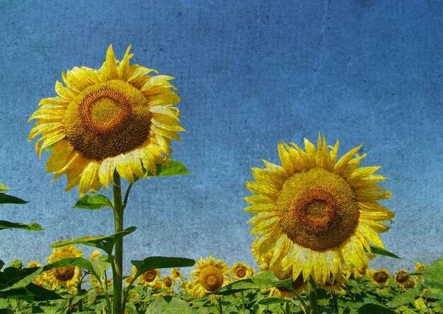 Sunflowers field