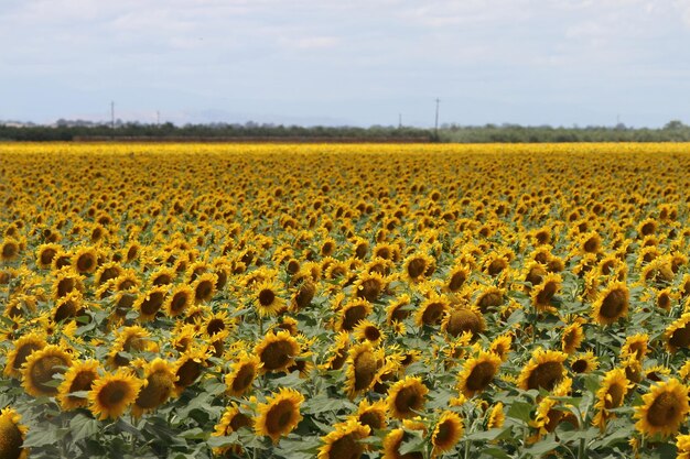 Girasoli nel campo