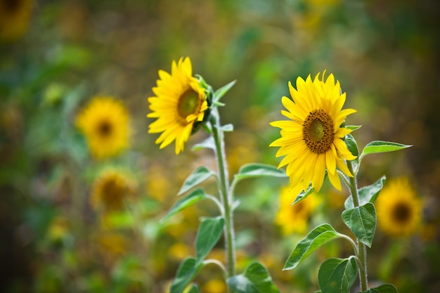 Campo di girasoli.