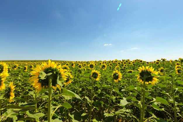 Sunflowers field