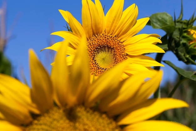 Sunflowers during flowering in sunny weather, an agricultural field with growing sunflowers during their flowering