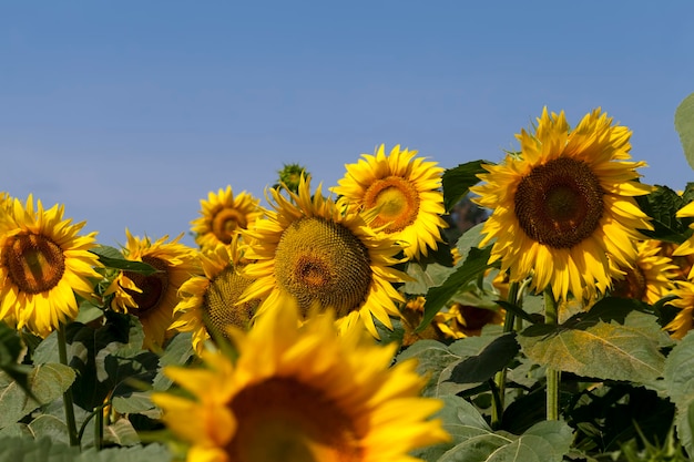 Sunflowers during flowering in sunny weather, an agricultural field with growing sunflowers during their flowering