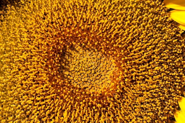 Sunflowers during flowering in sunny weather