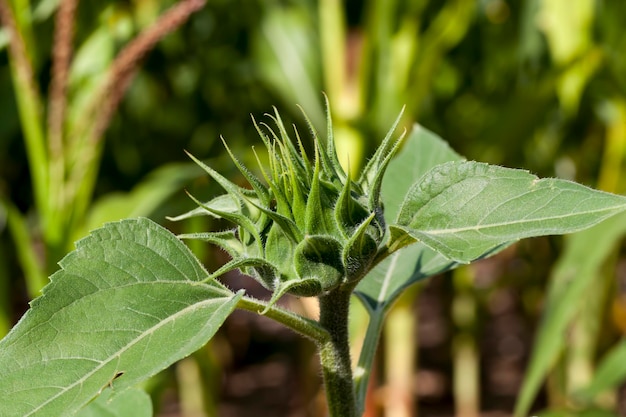 Sunflowers during flowering in sunny weather