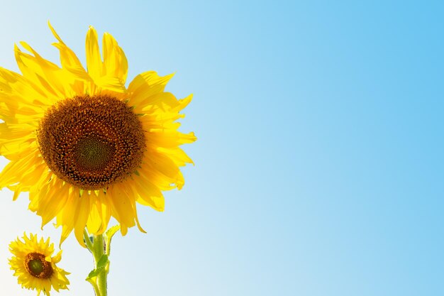 sunflowers flowers arrangement flat lay postcard on blue