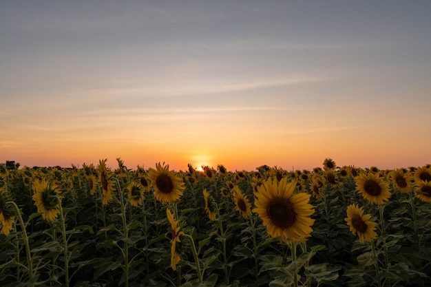 Foto il giardino dei girasoli sta fiorendo nel cielo del tramonto nella provincia di lopburi thailandia