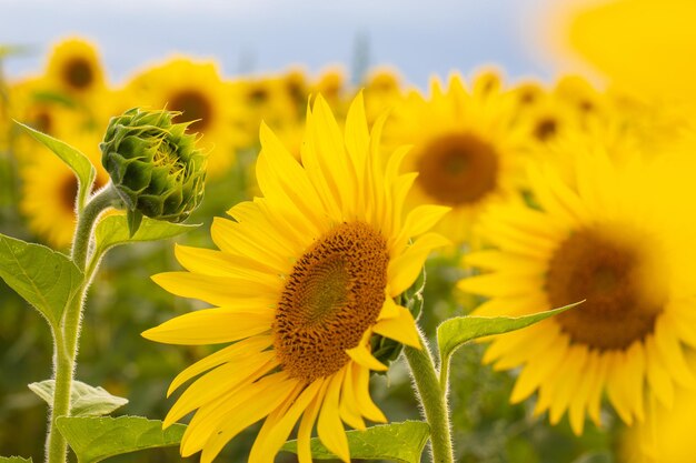 Sunflowers garden Sunflowers have abundant health benefits Sunflower oil improves skin health and