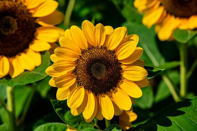 Sunflowers in the garden