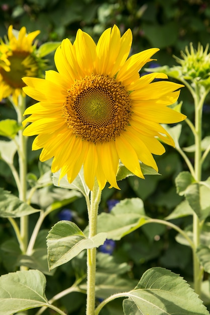 Sunflowers in the garden.