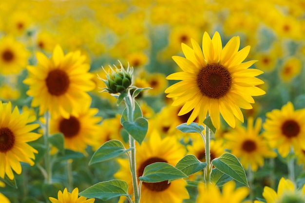 Sunflowers growing on a farmers field