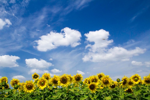 sunflowers growing on field against sky