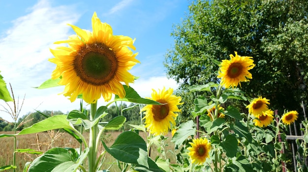 Sunflowers growing in the garden