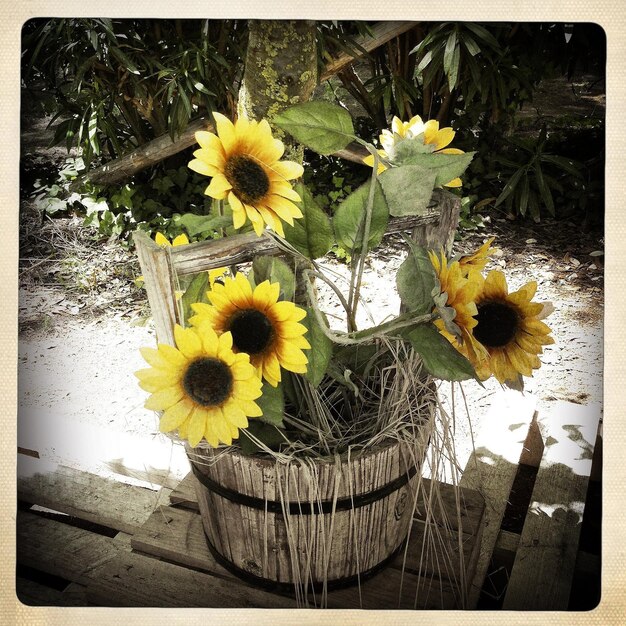 Foto girasoli che crescono in vaso in giardino