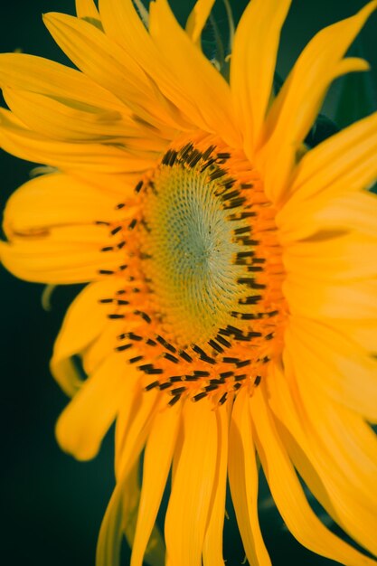 Sunflowers have their petals stacked in layers the pointed end of the petals is yellow when flowering the flowers will turn to the east