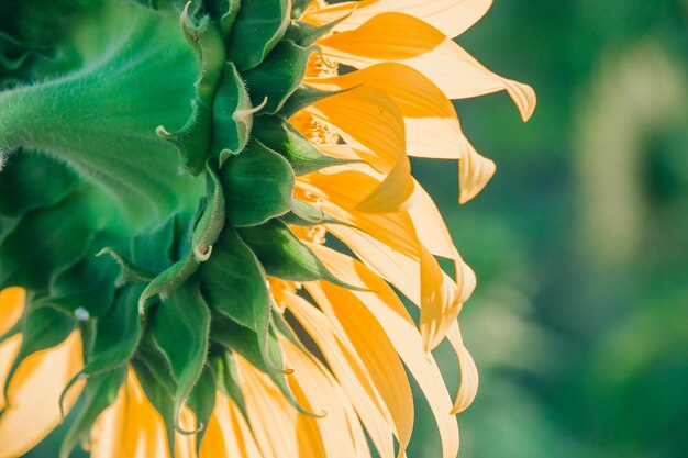 Sunflowers have their petals stacked in layers. The pointed end of the petals is yellow. When flowering, the flowers will turn to the east