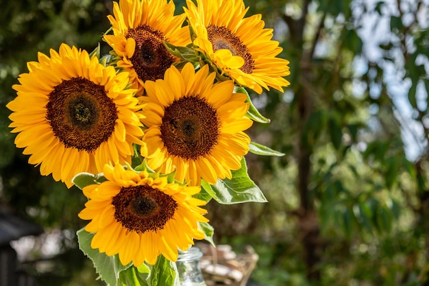 Sunflowers or helianthus bright yellow color autumn flowering plant on blur nature background