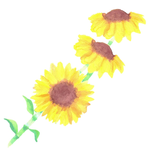 Photo sunflowers or helianthus flowers watercolor floral bunch