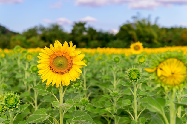 Sunflowers is blooming in the sunflower field. Sunflower is Industrial Drop of Lopburi province.