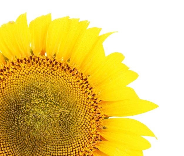 Sunflowers isolated on white