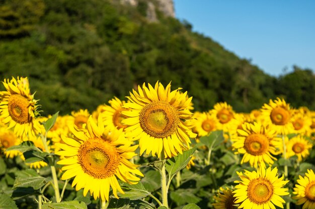 Photo sunflowers at khao chin lae in sunlight with winter sky and white clouds agriculture sunflower field