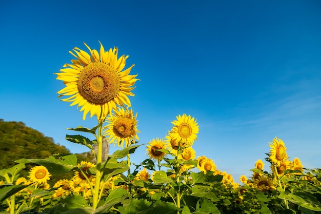Photo sunflowers at khao chin lae in sunlight with winter sky and white clouds agriculture sunflower field