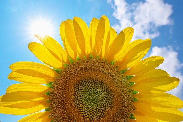 写真 天空の背景にある日<unk>花