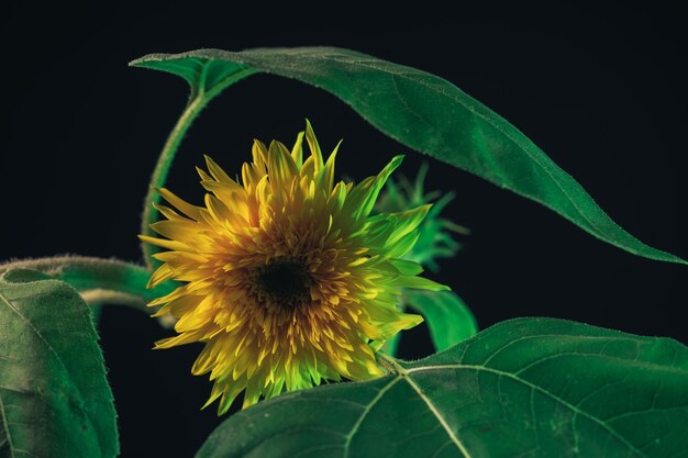 Sunflowers plant on a black Beautiful plant minimal Background pattern for design