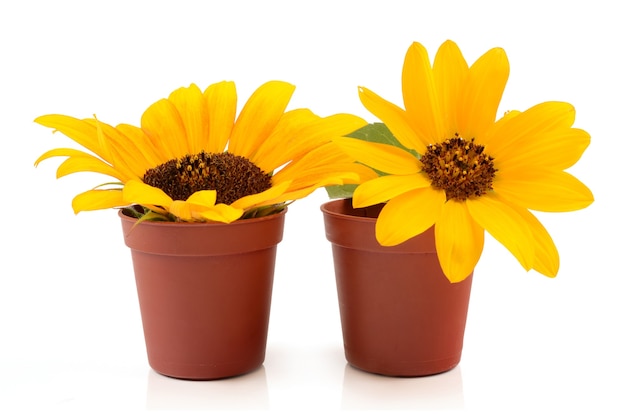 Sunflowers in pots