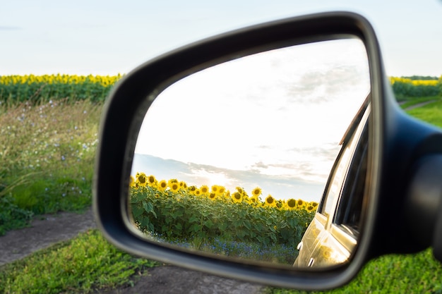 sunflowers reflected in a rearview mirror